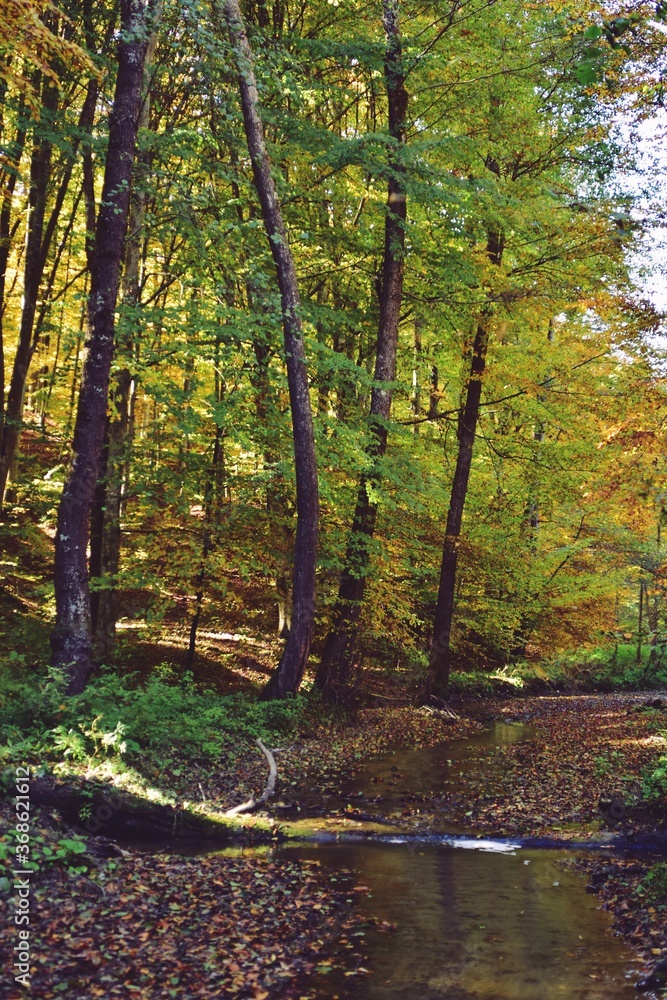 small river in the forest in the autumn season