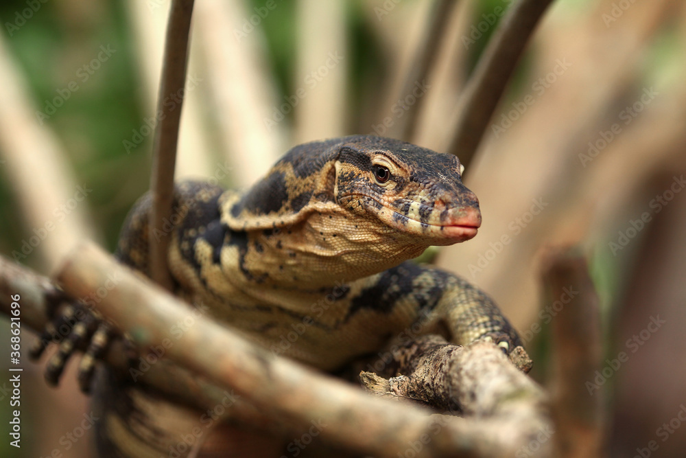 The Asian water monitor (Varanus salvator) is a large varanid lizard native to South and Southeast Asia. The Asian water monitor (Varanus salvator) is a large varanid lizard native to South and Southeast Asia.