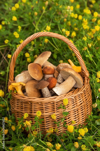 Edible mushrooms porcini in the wicker basket on meadow in grass and flowers. Nature, summer, autumn harvest