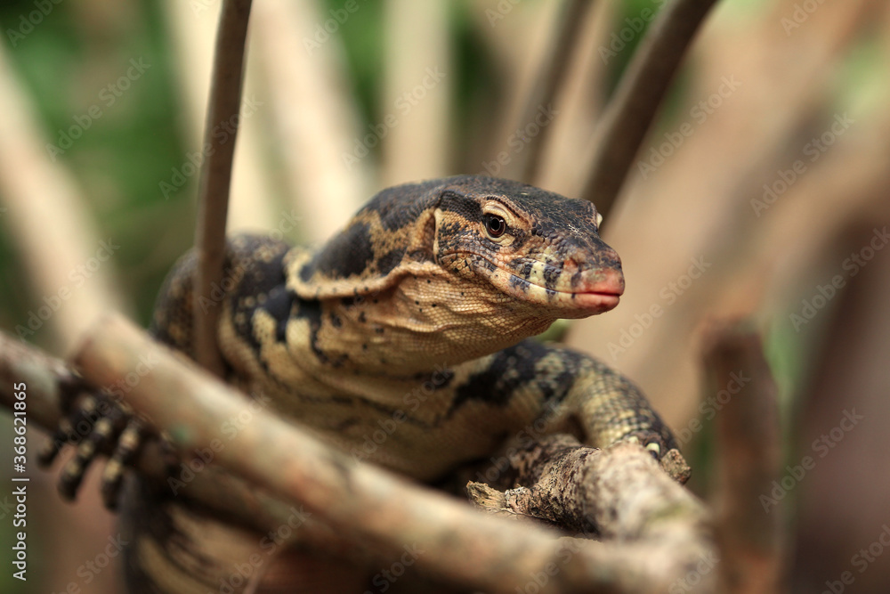 The Asian water monitor (Varanus salvator) is a large varanid lizard native to South and Southeast Asia. The Asian water monitor (Varanus salvator) is a large varanid lizard native to South and Southeast Asia.