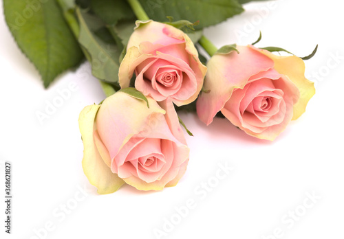 Fototapeta Naklejka Na Ścianę i Meble -  Unusual rose with pink center and green-yellow outer petals isolated on white 