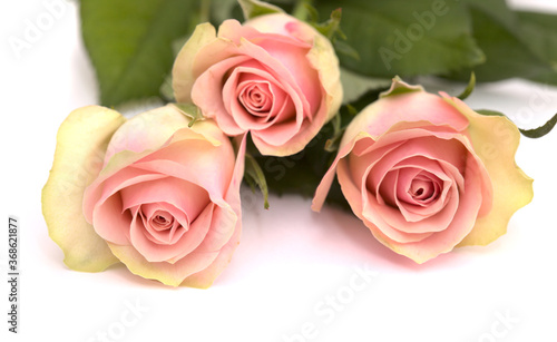 Unusual rose with pink center and green-yellow outer petals isolated on white 
