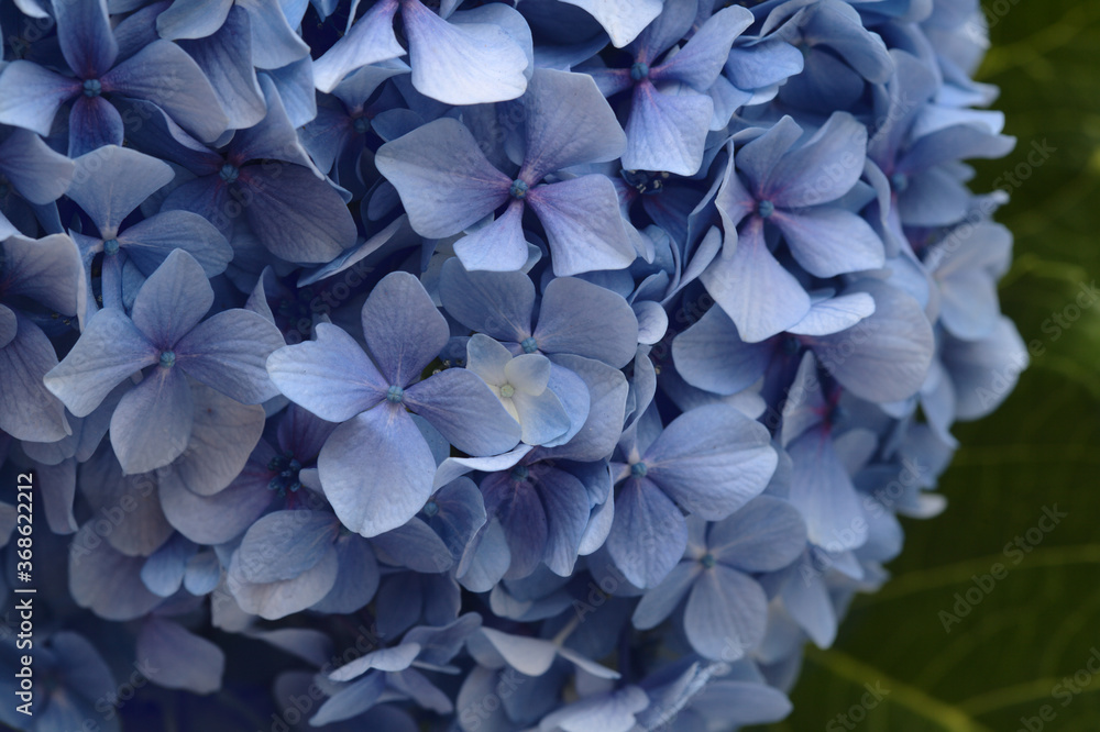 Natural floral background of blue flowers of Hydrangea macrophylla, bigleaf hydrangea Natural floral background of blue flowers of Hydrangea macrophylla, bigleaf hydrangea