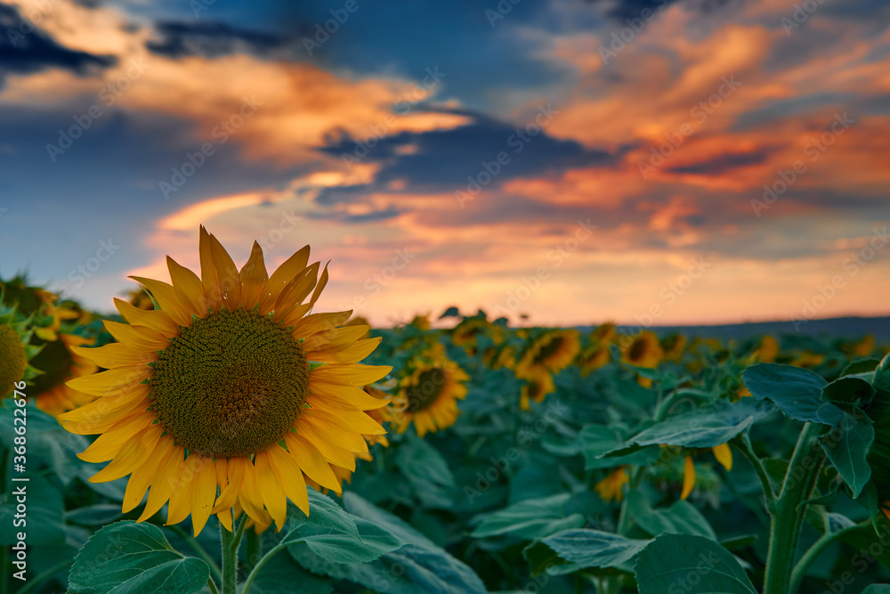 Fototapeta premium sunflower field in a beautiful sunset, sunlight and clouds