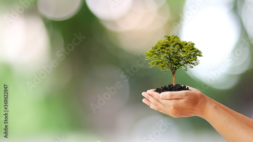 The hands of people holding trees growing on the ground, including green backgrounds, tree planting ideas and Earth Day.