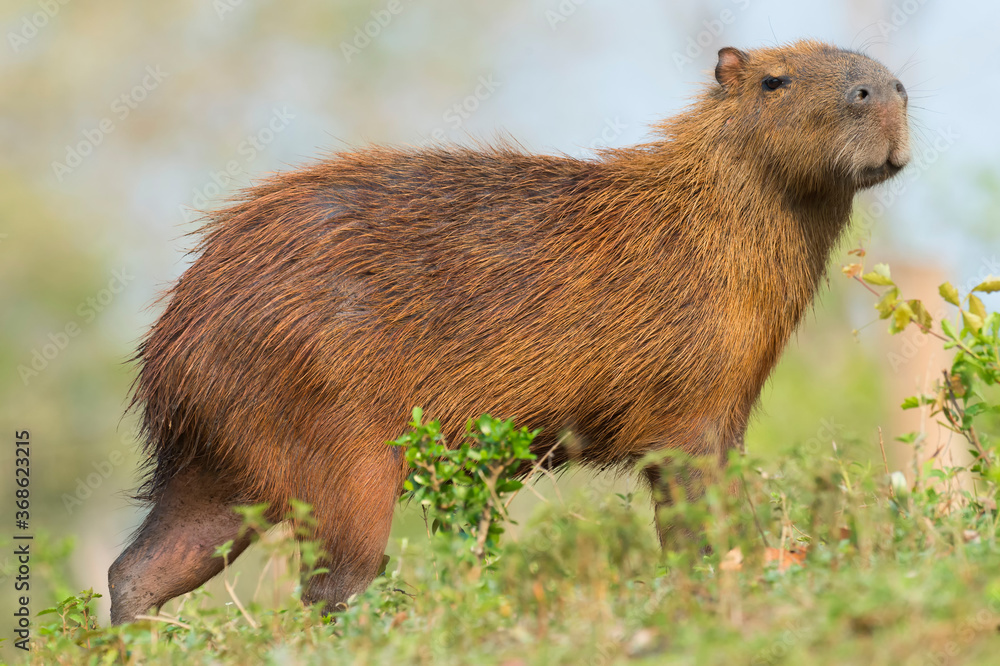 Naklejka premium Capybara (Hydrochaeris hydrochaeris) on a riverbank, Pantanal, Mato Grosso, Brazil