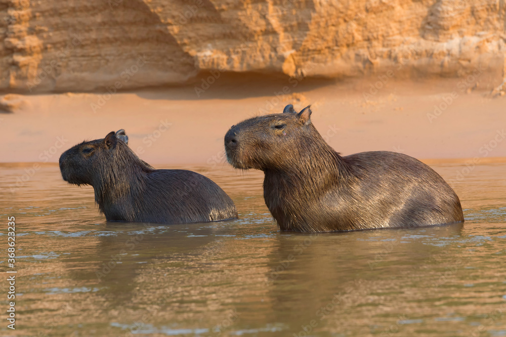 Capybaras (Hydrochaeris hydrochaeris) in the water, Pantanal, Mato Grosso, Brazil Capybaras (Hydrochaeris hydrochaeris) in the water, Pantanal, Mato Grosso, Brazil