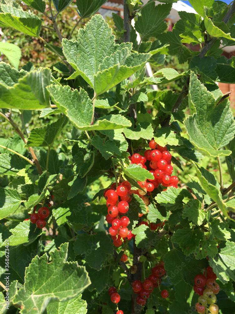 red currant brush on the background of bright green foliage of the Bush red currant brush on the background of bright green foliage of the Bush