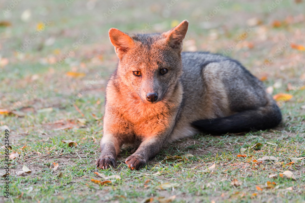 Fototapeta premium Crab-eating Fox (Cerdocyon thous), Pantanal, Mato Grosso, Brazil