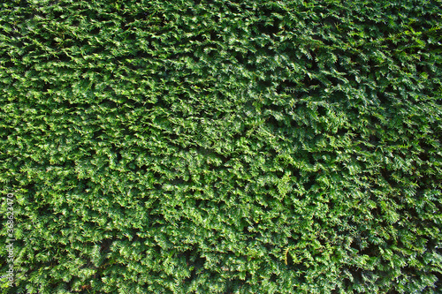 grüner Hintergrund aus Pflanzen photo