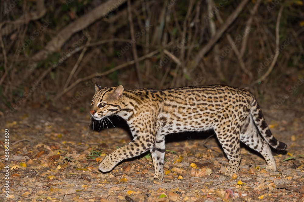 Obraz premium Ocelot (Leopardus pardalis) at night, Pantanal, Mato Grosso, Brazil