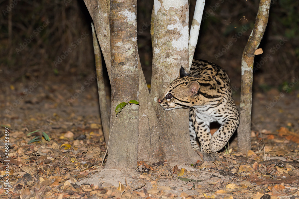 Ocelot (Leopardus pardalis) at night, Pantanal, Mato Grosso, Brazil Ocelot (Leopardus pardalis) at night, Pantanal, Mato Grosso, Brazil