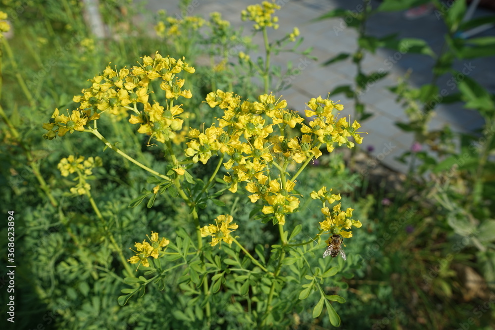 Rue (Ruta graveolens, Rutaceae) - Zierpflanze und -pflanze, die gemeinhin als Rue, Gemeinderue oder Kräuterpflanze der Gnade bezeichnet werden. Aussicht auf Gelbe Blumen

T