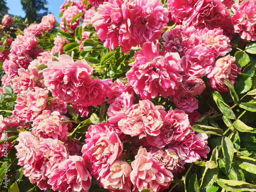Pink, lush Rosa villosa or Rosa chinensis flowers on a bush on a summer, sunny day. Pink, lush Rosa villosa or Rosa chinensis flowers on a bush on a summer, sunny day.