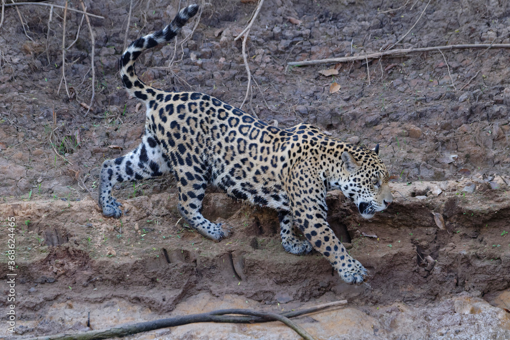 Young Jaguar (Panthera onca) walking on a riverbank and entering the water, Cuiaba river, Pantanal, Mato Grosso, Brazil Young Jaguar (Panthera onca) walking on a riverbank and entering the water, Cuiaba river, Pantanal, Mato Grosso, Brazil