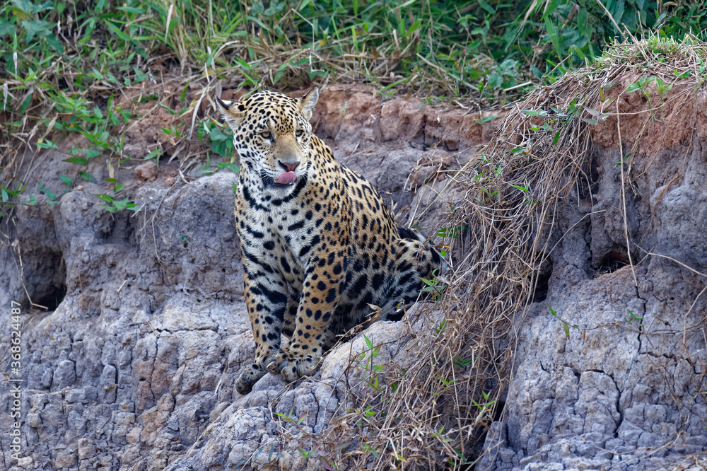 Obraz premium Young Jaguar (Panthera onca) sitting on a riverbank, Cuiaba river, Pantanal, Mato Grosso, Brazil