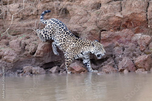 Young Jaguar (Panthera onca) walking on a riverbank and entering the water, Cuiaba river, Pantanal, Mato Grosso, Brazil