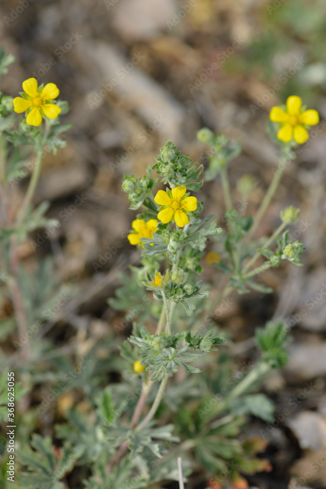 Blüten des Silber-Fingerkraut (Potentilla argentea) Blüten des Silber-Fingerkraut (Potentilla argentea)