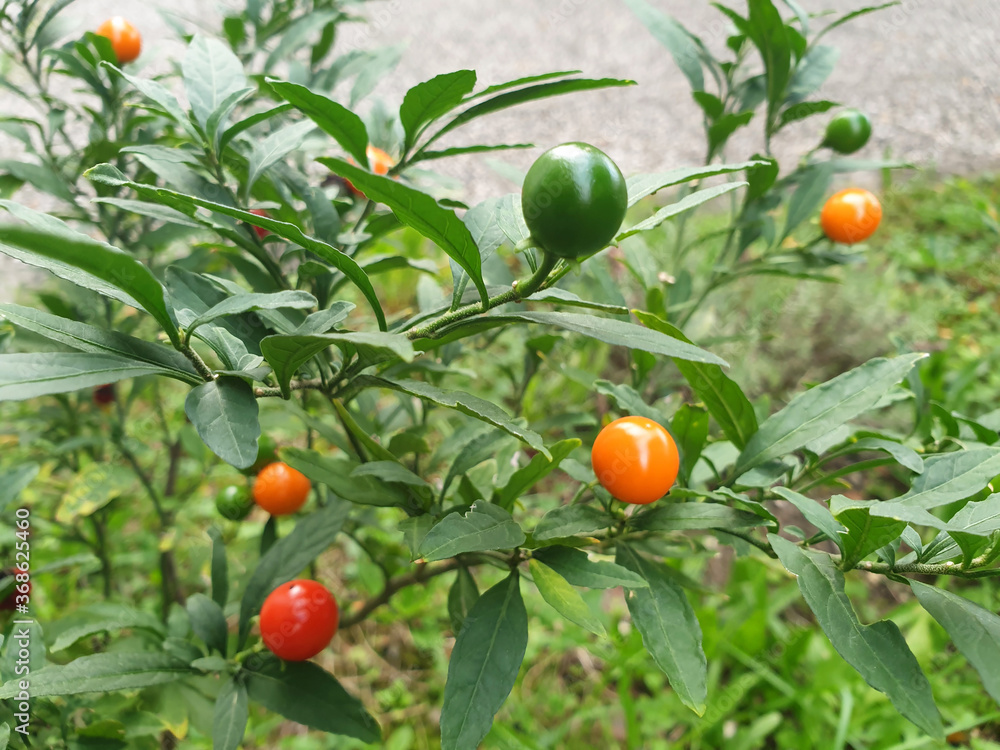 Green, red, orange solanum fruits on the bush.
