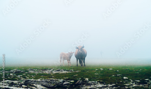 Foto Cows grazing freely on the mountain in the fog