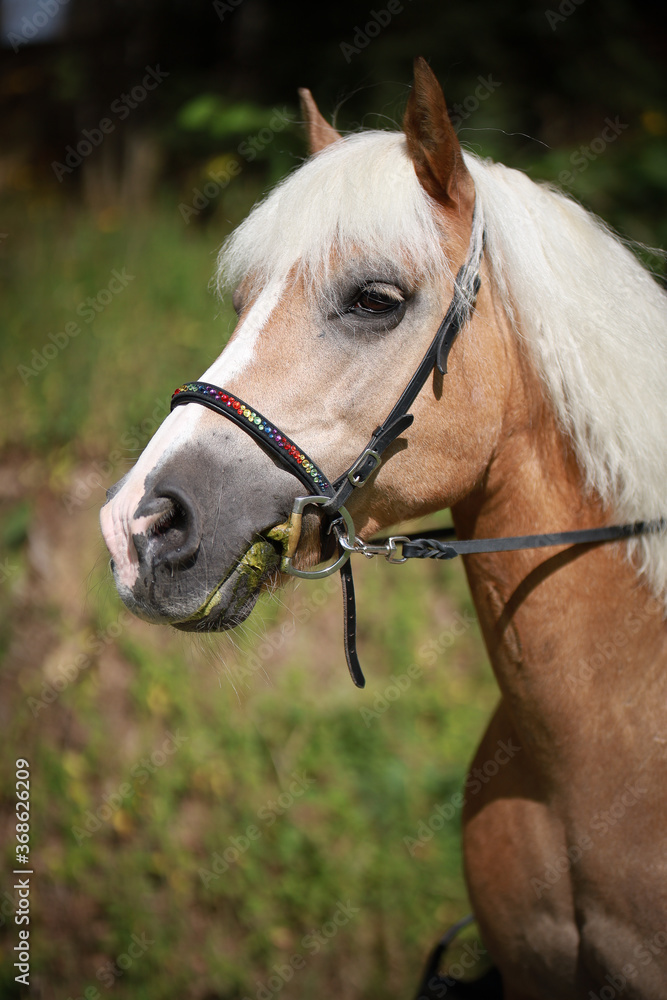 Fototapeta premium Horse Haflinger head portraits, with bridle..