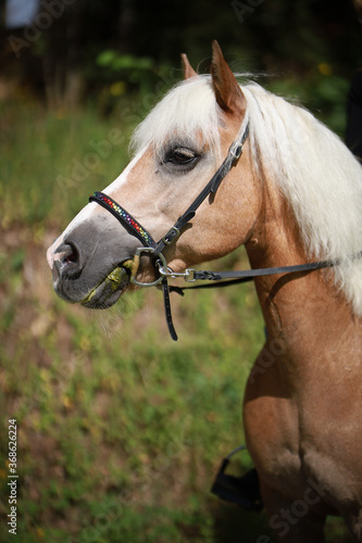 Horse Haflinger head portraits, with bridle, photographed from the side..