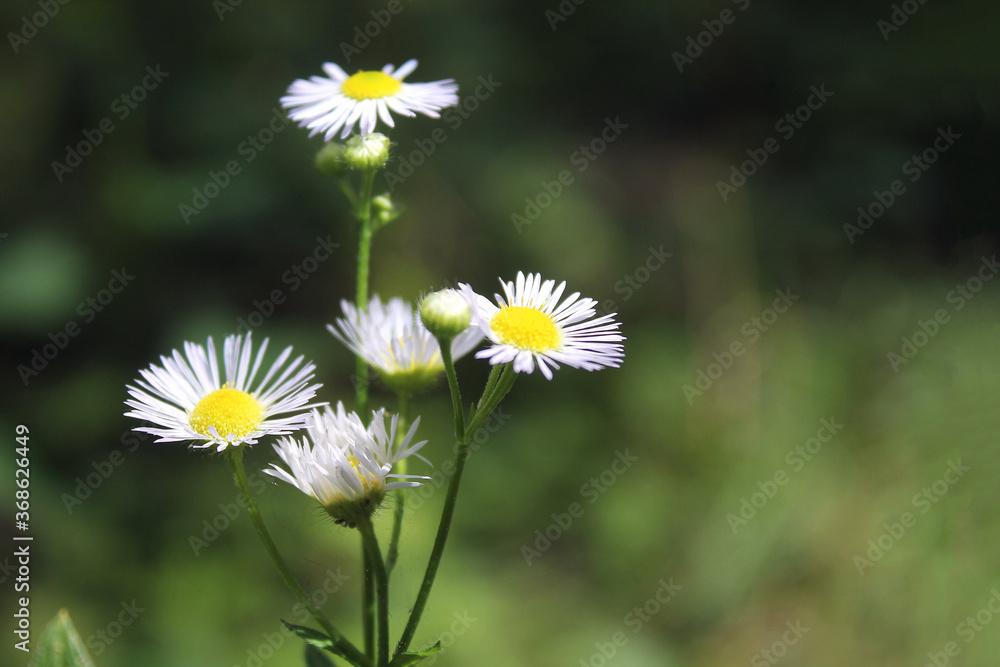 The Chamomile on the Green Grass Blured Background Left Side The Chamomile on the Green Grass Blured Background Left Side