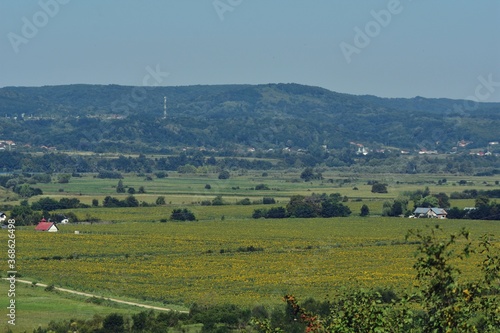 summer landscape with agricultural field near the village on the lake