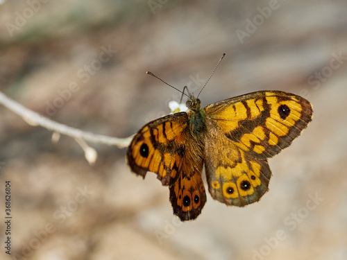 Wall Brown Butterfly, Lasiommata megera, by the river Cazuma, near Bicorp, Spain photo