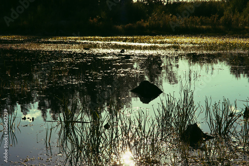 stumps on the surface of the lake photo