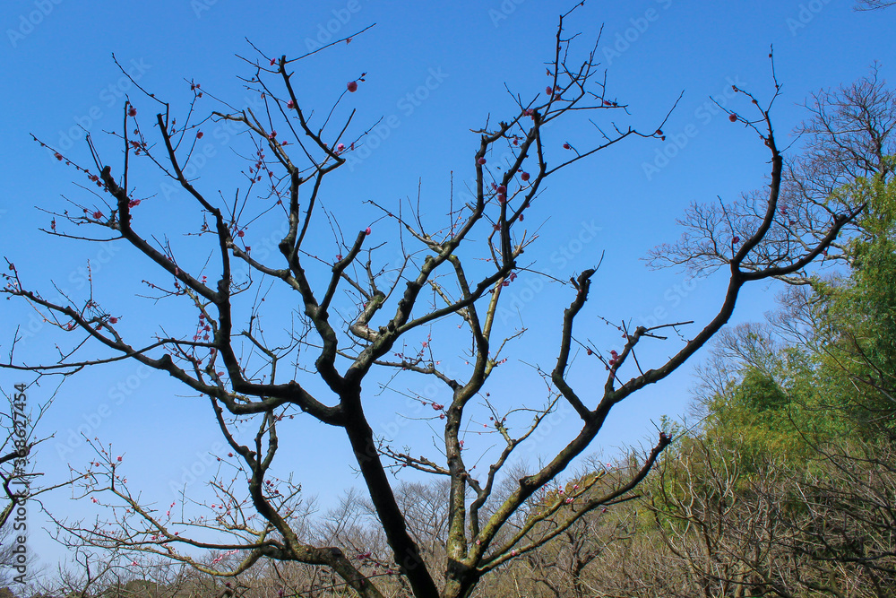 芽吹き 芽吹き