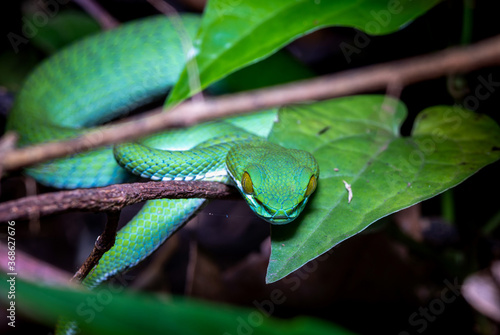 Large-eyed Green Pitviper or Green pit vipers or Asian pit vipers photo