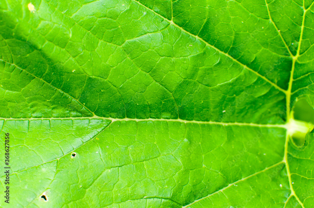 Fototapeta premium Background or texture of nature green leaves. Close up macro.