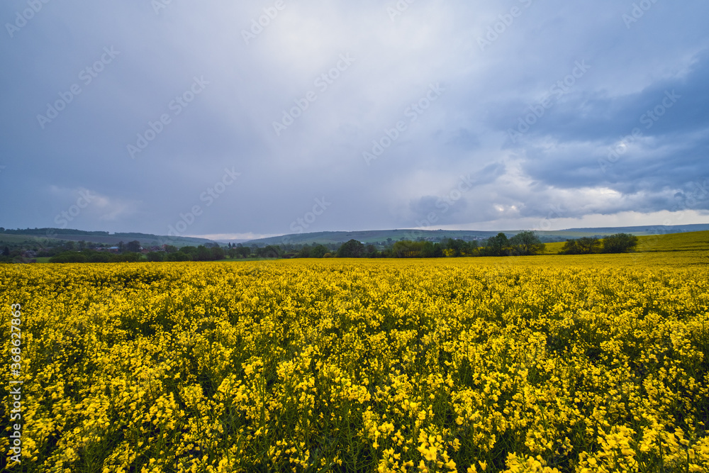 Spring yellow flowering rapeseed fields, cloudy pre-thunderstorm rainy sky and green hills. Natural seasonal, climate, weather, eco, farming, rural countryside beauty concept.