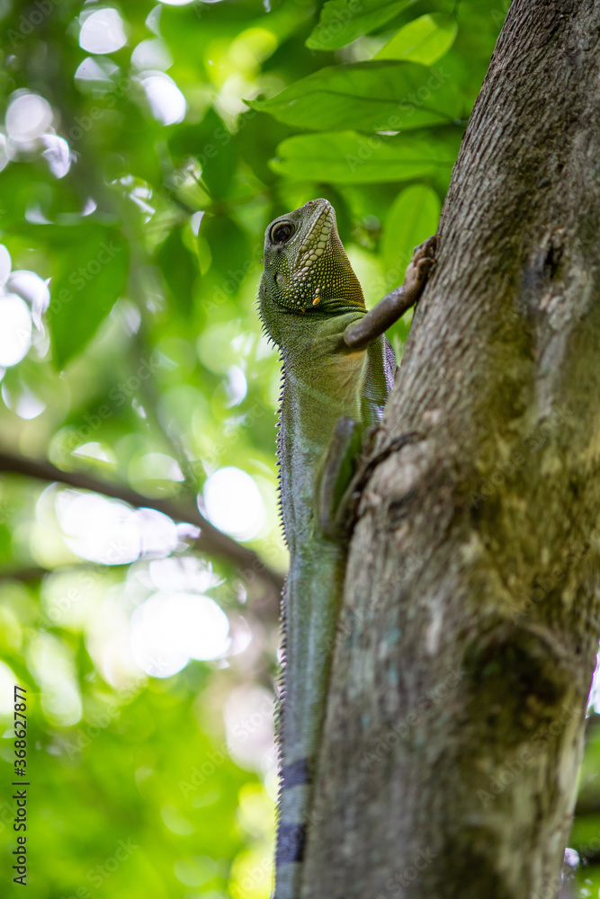 Chinese Water Dragon - Side view and a closeup of the Chinese Water Dragon, also Green Water Dragon, in forest Chinese Water Dragon - Side view and a closeup of the Chinese Water Dragon, also Green Water Dragon, in forest