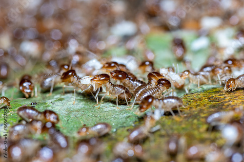 Close up or macro termites on Termite mound, Macrotermes gilvus
