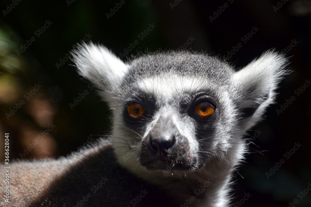 Obraz premium lemur catta portrait