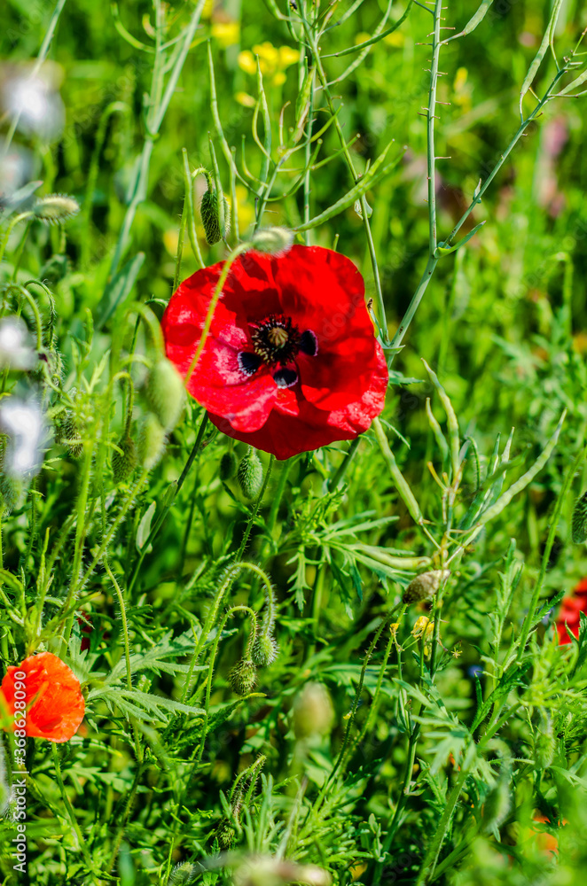 Obraz premium red poppy in the field
