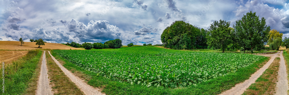 Panorama of a green field with a blue sky and white clouds in the background