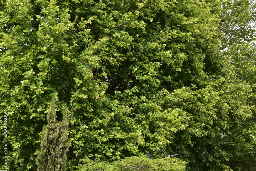 Nature Nature