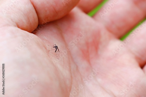 手のひらにいる蚊