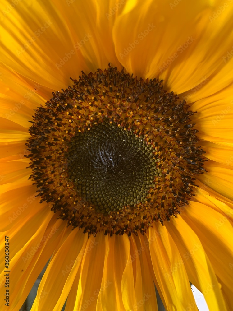 Obraz premium sunflower close up