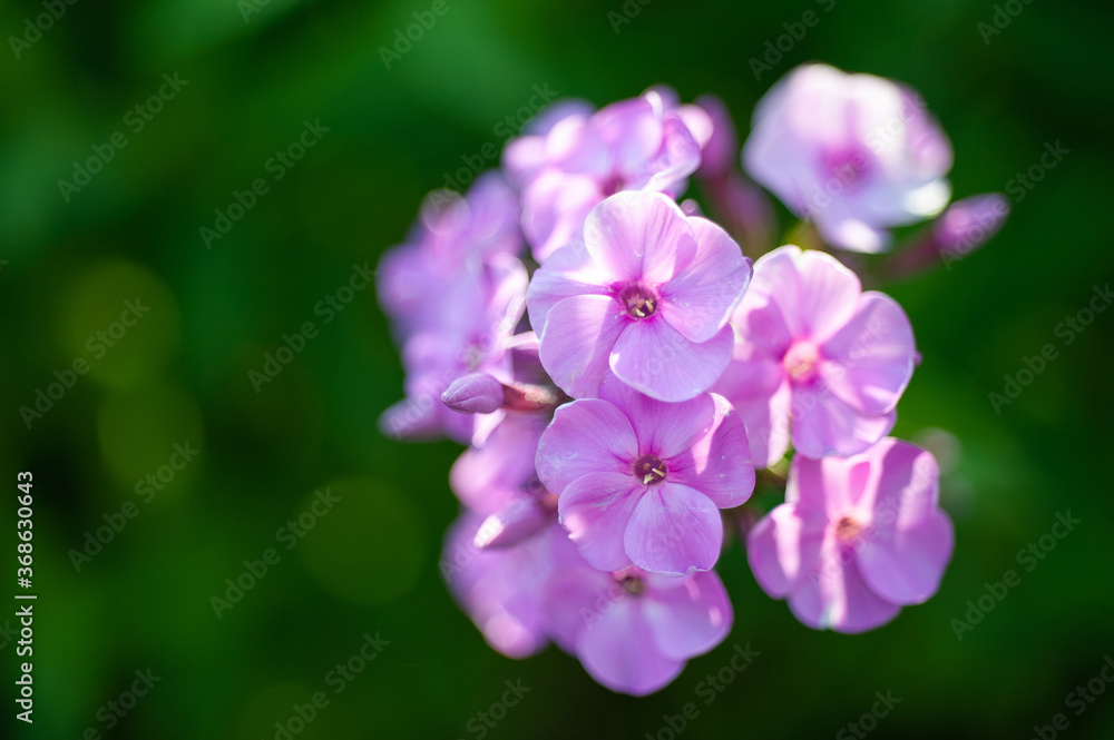  purple phlox flower on a background of green bushes close-up