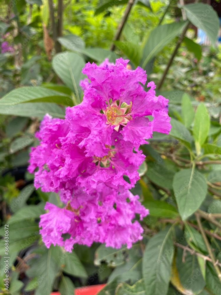 Lagerstroemia speciosa flower in nature garden