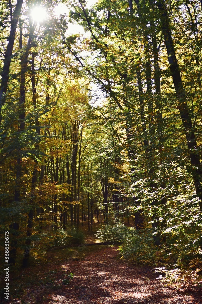 Fototapeta premium autumn landscape in the forest. bright sunbeams in vibrant colors