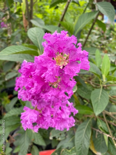 Lagerstroemia speciosa flower in nature garden