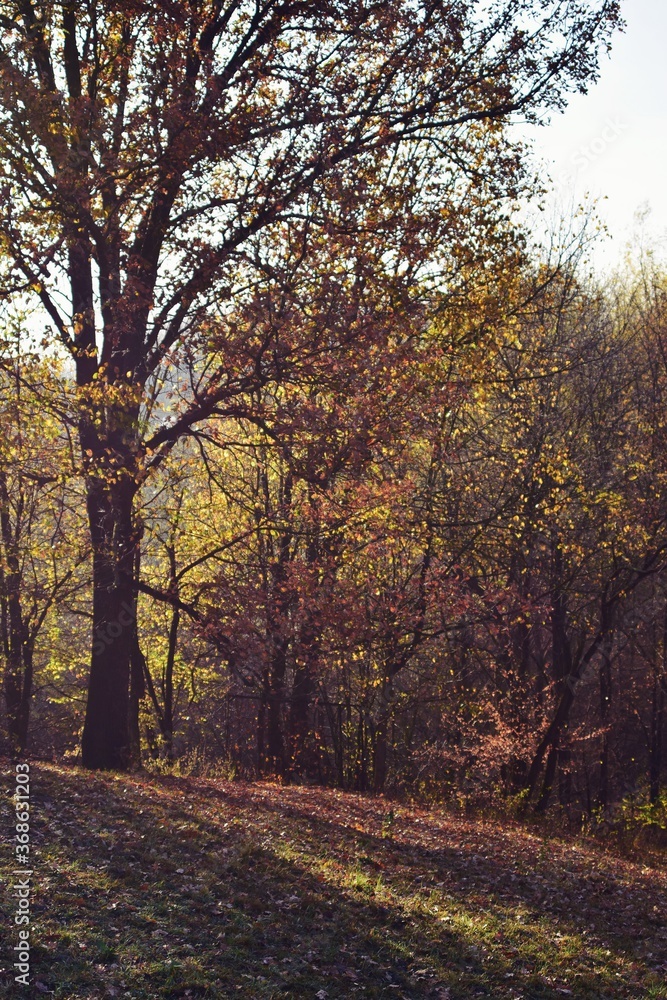 autumn landscape in the forest. bright sunbeams in vibrant colors