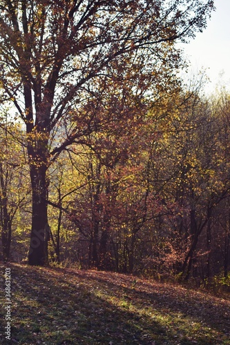 autumn landscape in the forest. bright sunbeams in vibrant colors