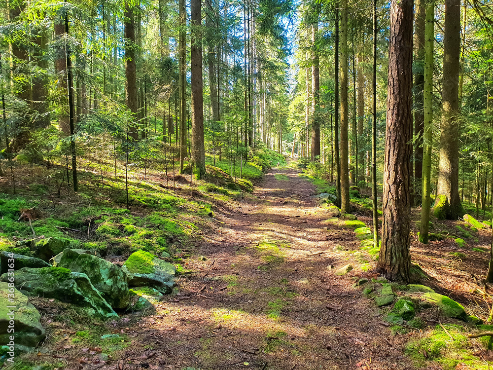 Romantic hiking trail through the fir forest, bavarian forest, germany Romantic hiking trail through the fir forest, bavarian forest, germany