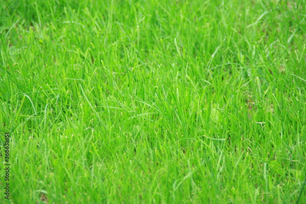green grass texture green grass texture